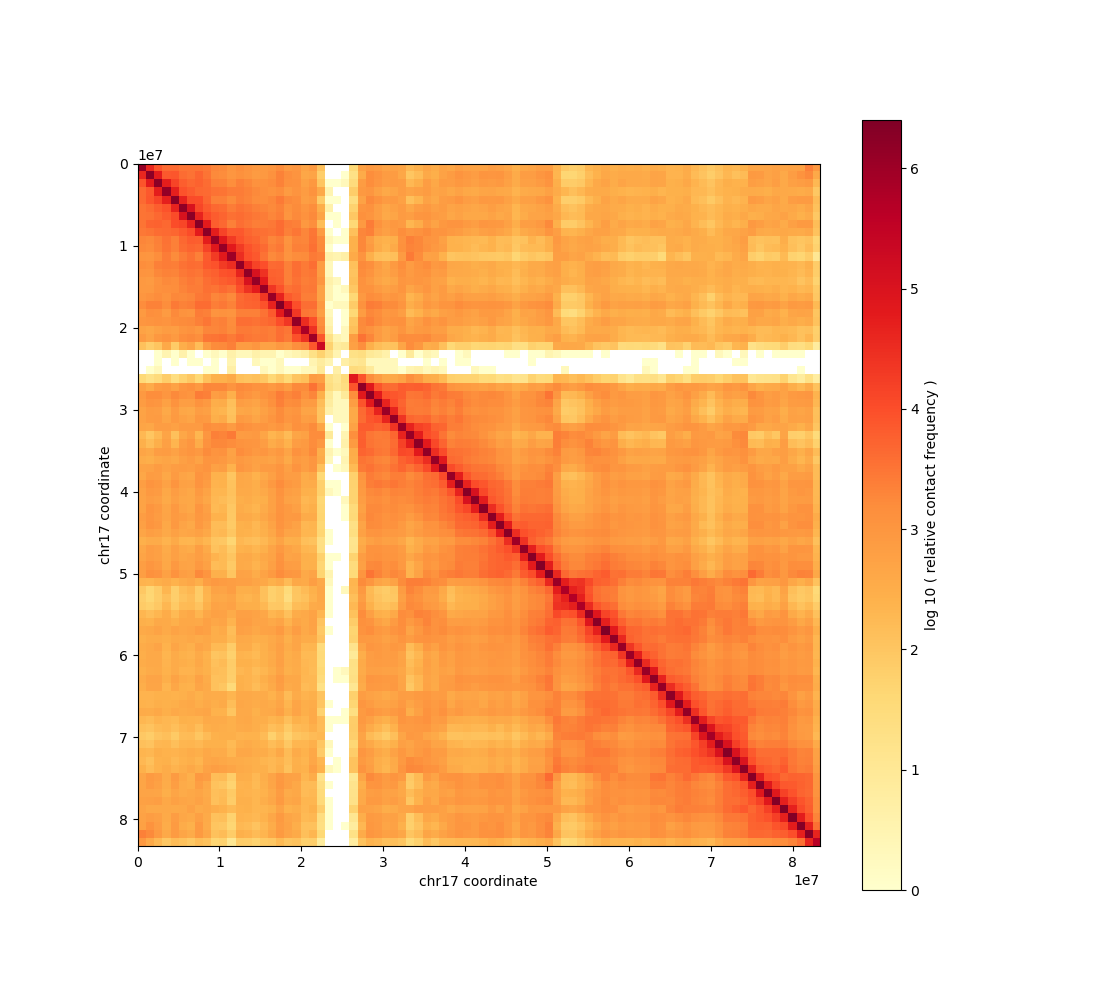 chromosome 17 contact map